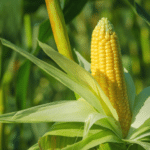 maize grits export India — Supriya Corn bulk corn grits packed for international shipment