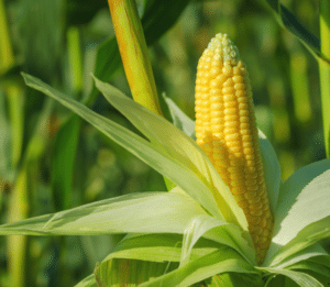maize grits export India — Supriya Corn bulk corn grits packed for international shipment